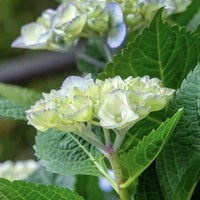 AIBISHA