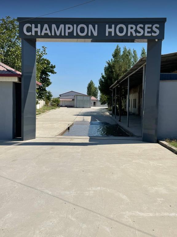 CHAMPION HORSES — фото 7