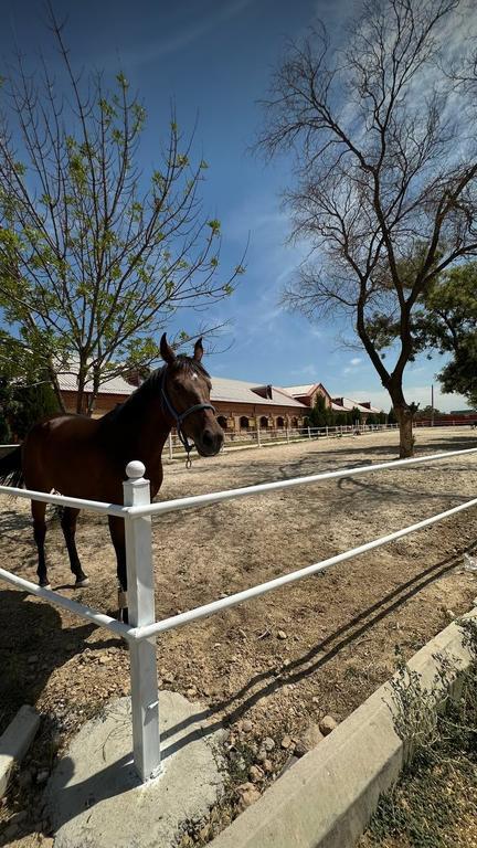 Baraka Riding — фото 1