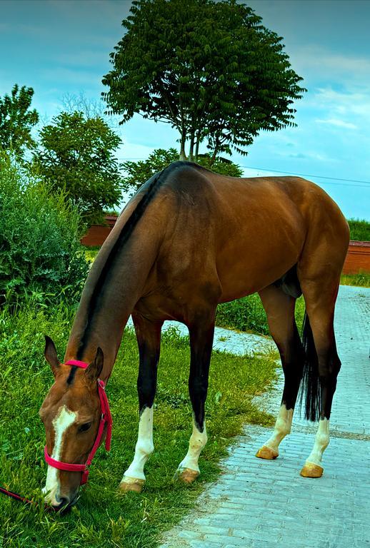 Horse Arena — фото 6