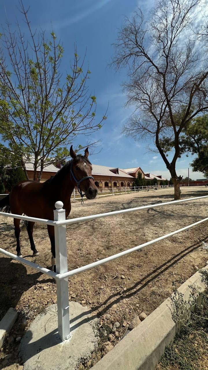 Baraka Riding studio image