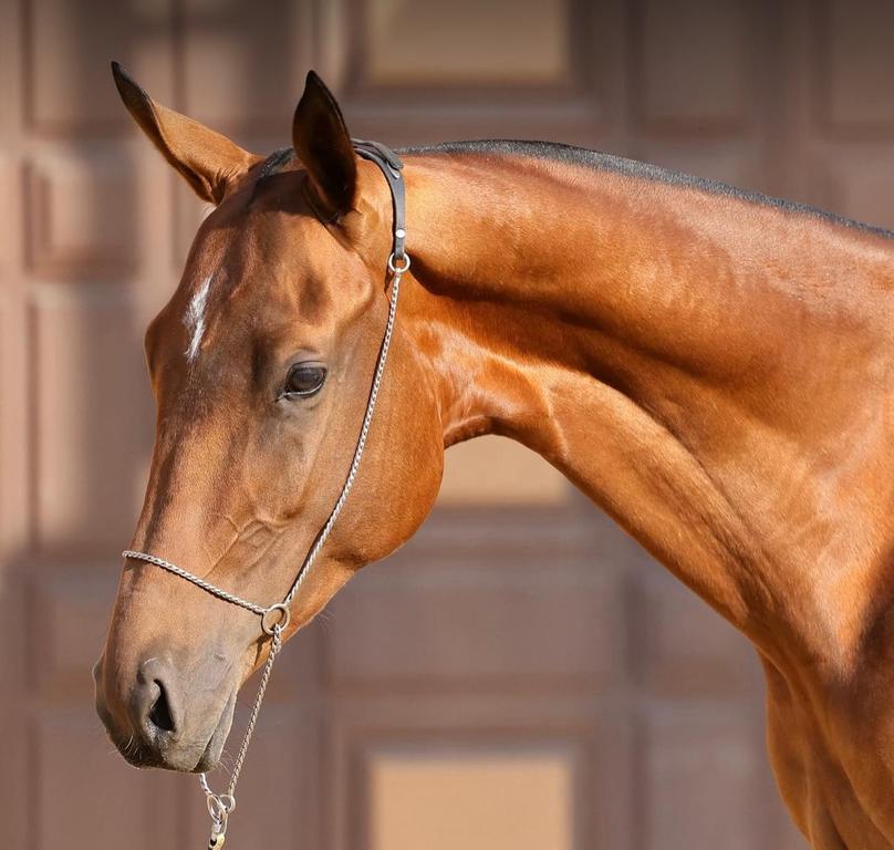 Horse Arena — фото 2