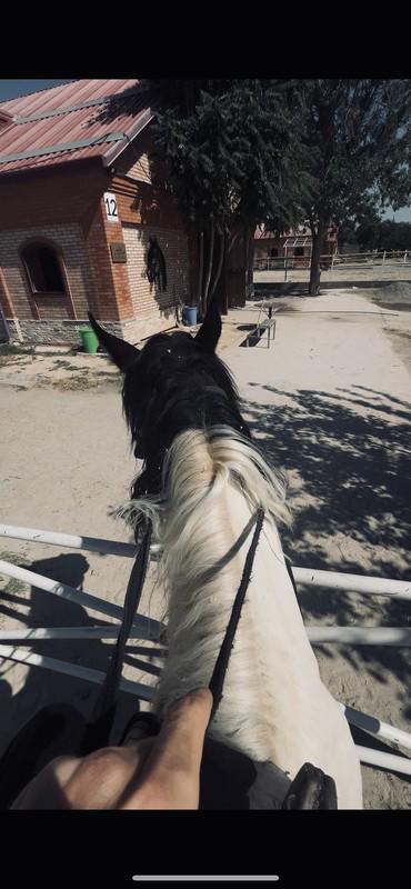 Baraka Riding: Therapy)