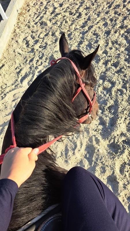 Barlas Horse Club: 𐌡᧐ɯᥲдь нᥱ ᥴᥰρᥲɯᥙʙᥲᥱᴛ, κудᥲ δᥱжᥲᴛь. 𐌏нᥲ…