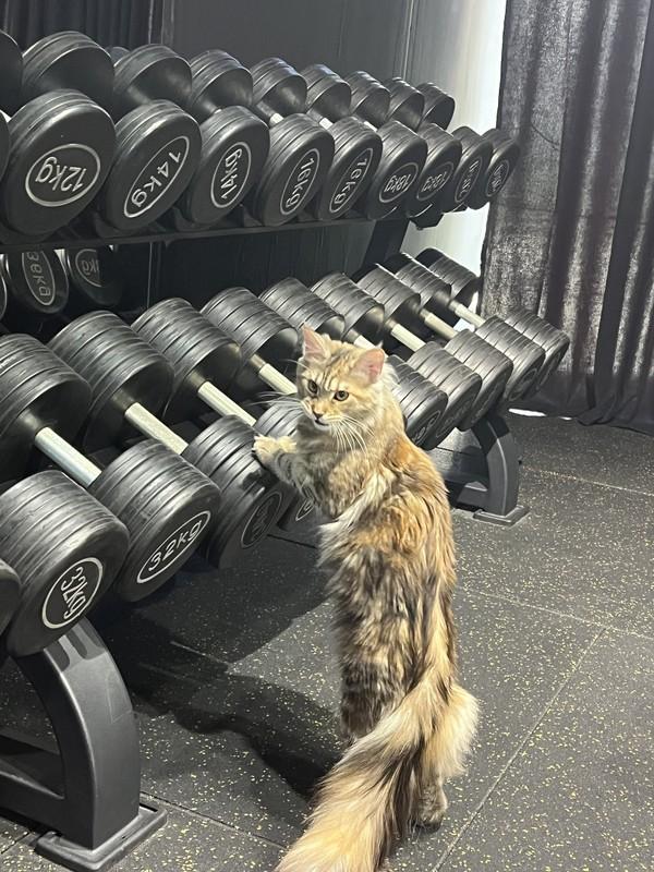 BARQ GYM: С чуваком.