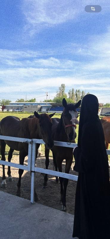ASLAN HORSE CLUB: 🐎🐎🐎