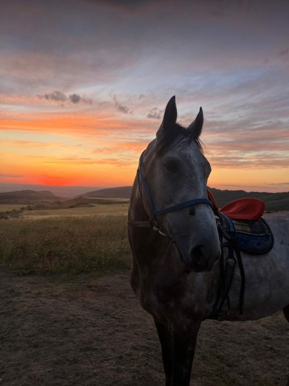 etalon horse club — фото 6