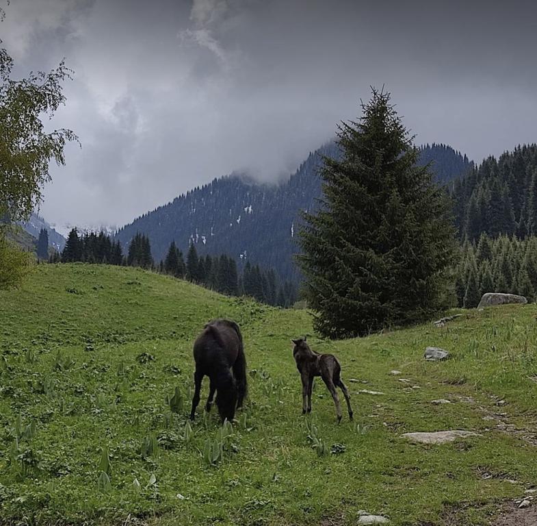 I love Almaty Mountains — фото 7