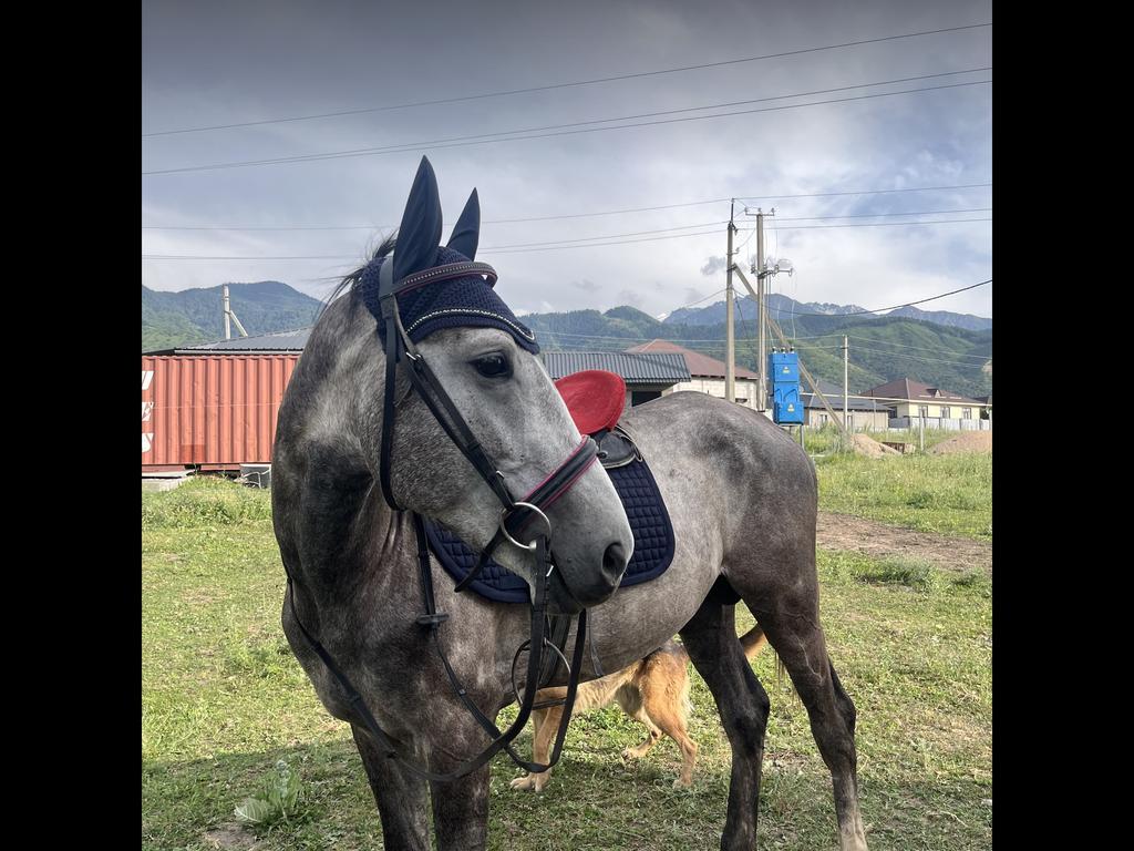 etalon horse club — фото 1