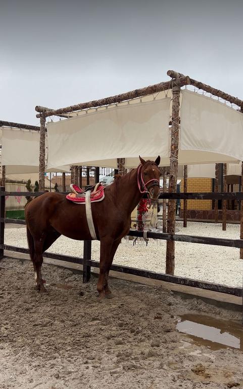 Arqymaq — фото 10